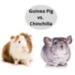 Guinea Pig VS. Chinchilla