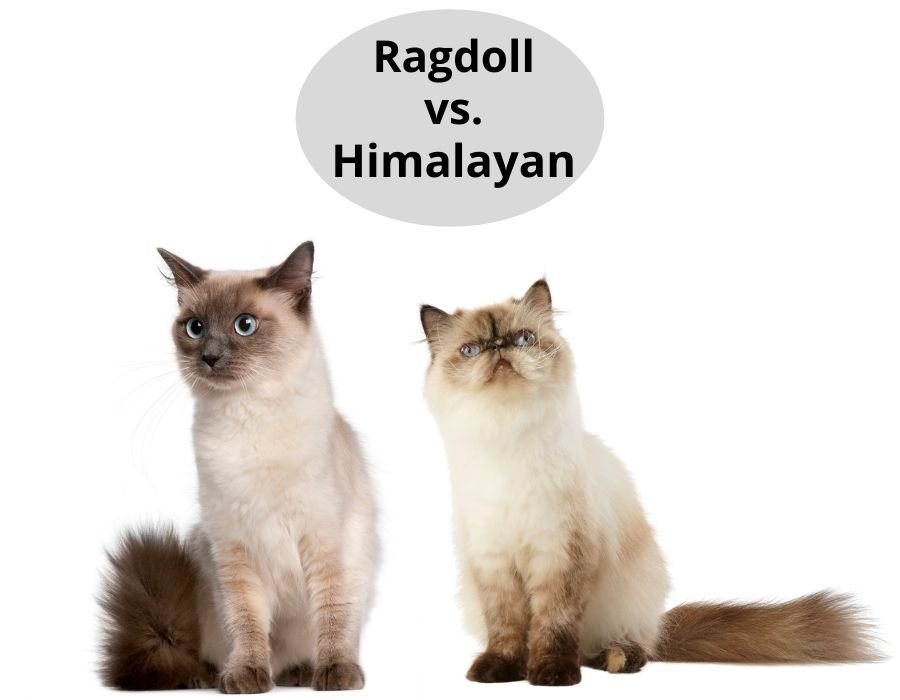 Ragdoll vs. Himalayan