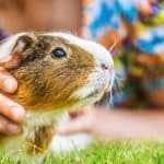 Pros and Cons of Owning a Guinea Pig As A Pet