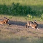 Why Do Rabbits Chase Each Other?