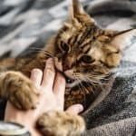 Why Does My Cat Lick Me Then Bite Me?