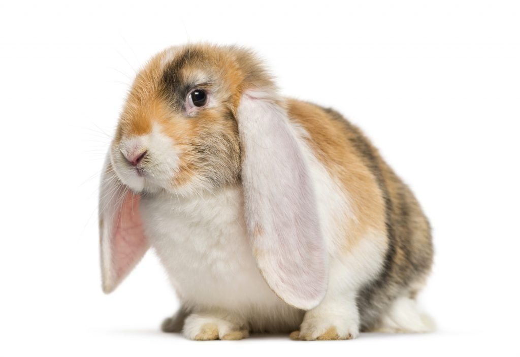 Friendliest Rabbit Breeds (Our Top 10 Picks) - Four Paw City
