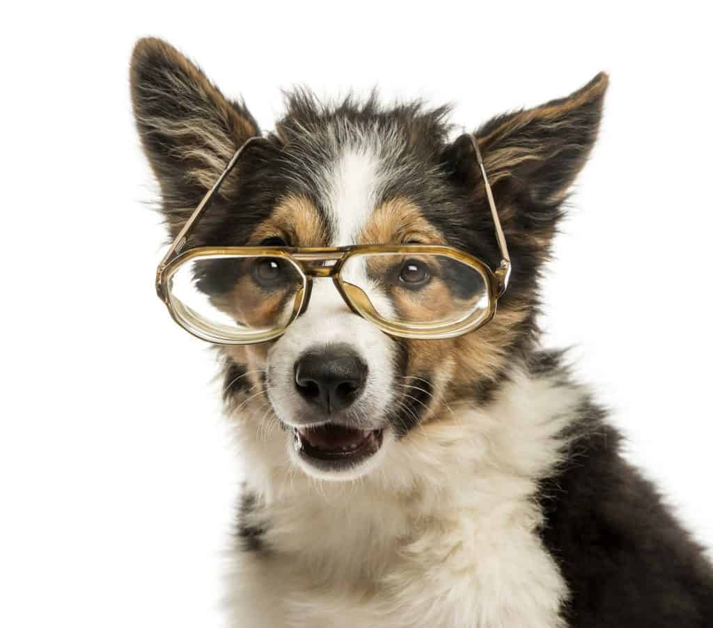 Why Are Border Collies So Smart?