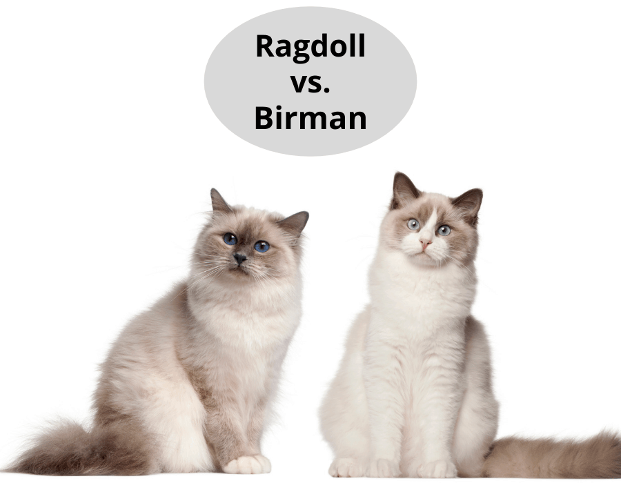 Ragdoll vs. Birman