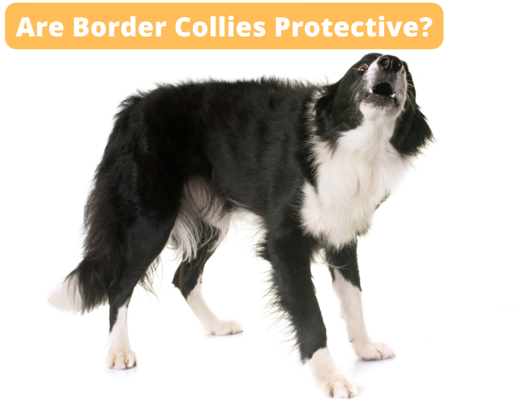 Are Border Collies Protective