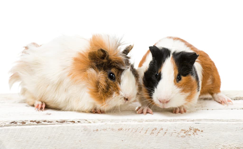 Are Guinea Pigs Expensive To Take Care Of