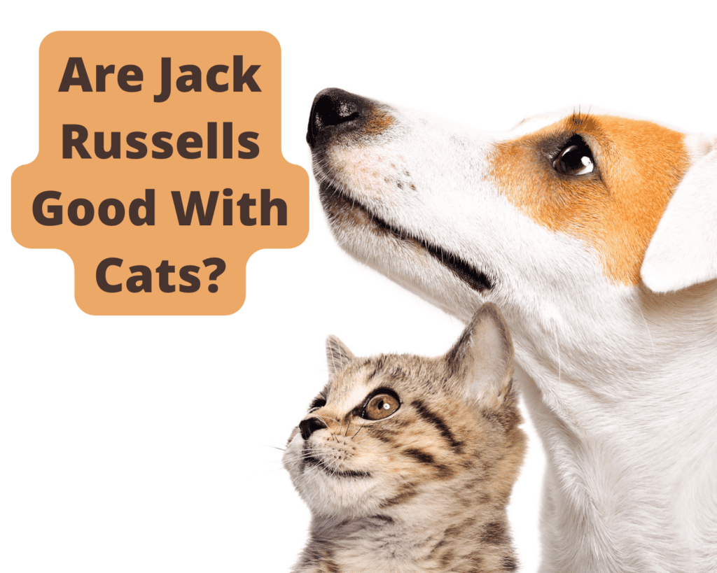 Are Jack Russells Good With Cats