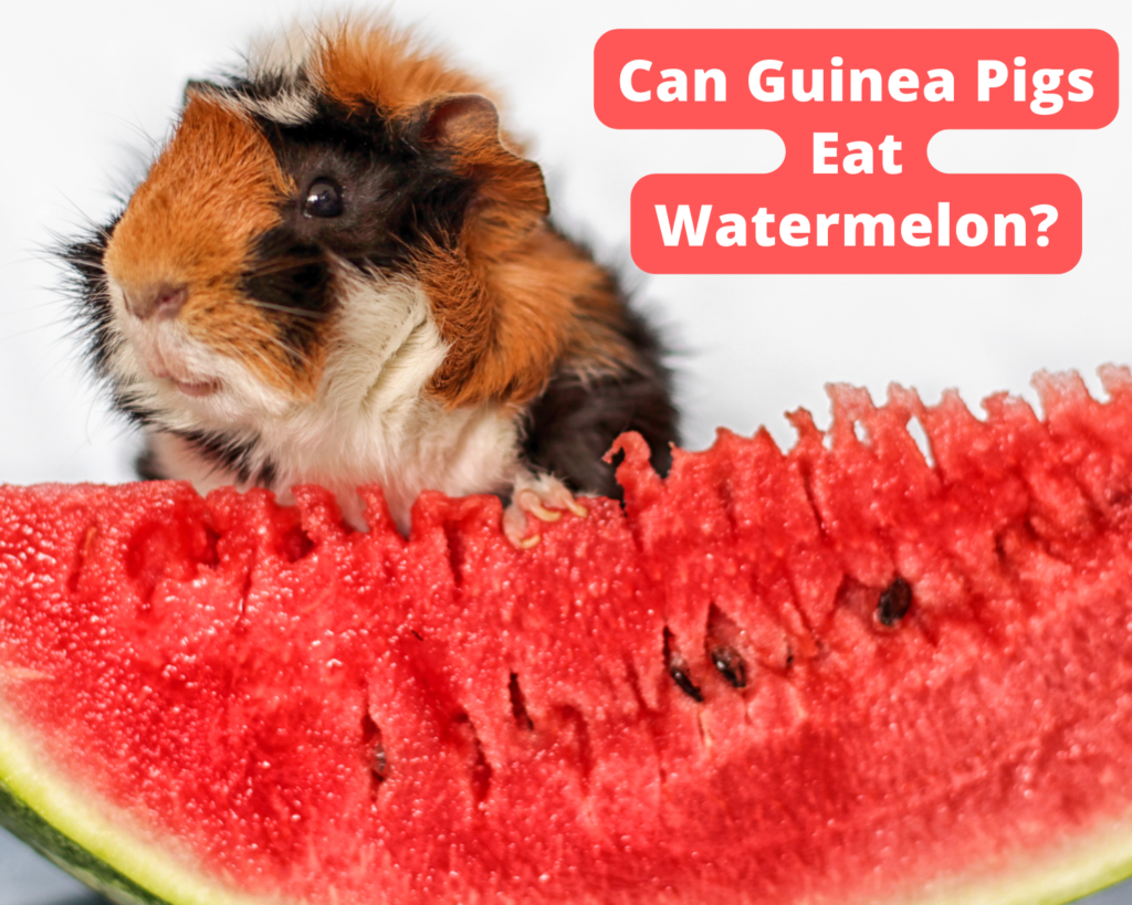 Can Guinea Pigs Eat Watermelon?