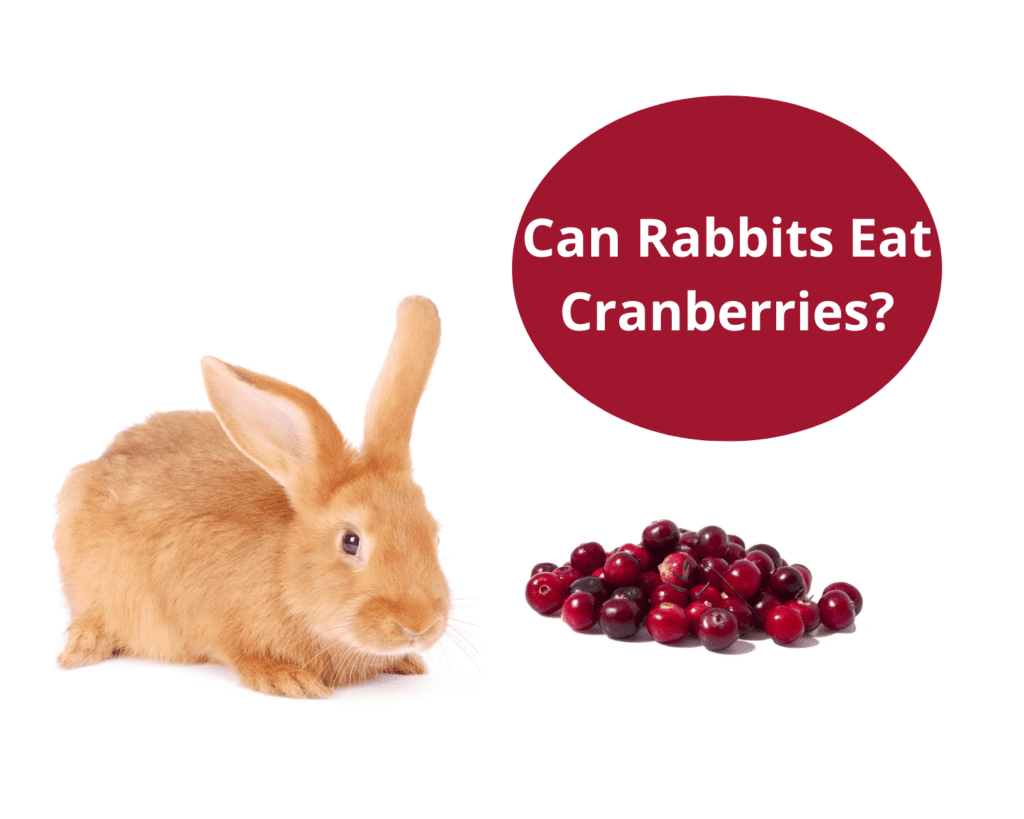 Can Rabbits Eat Cranberries