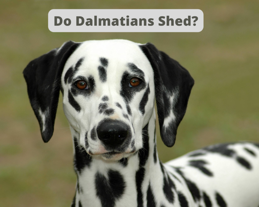 Do Dalmatians Shed?