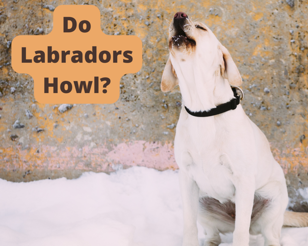 Do Labradors Howl?