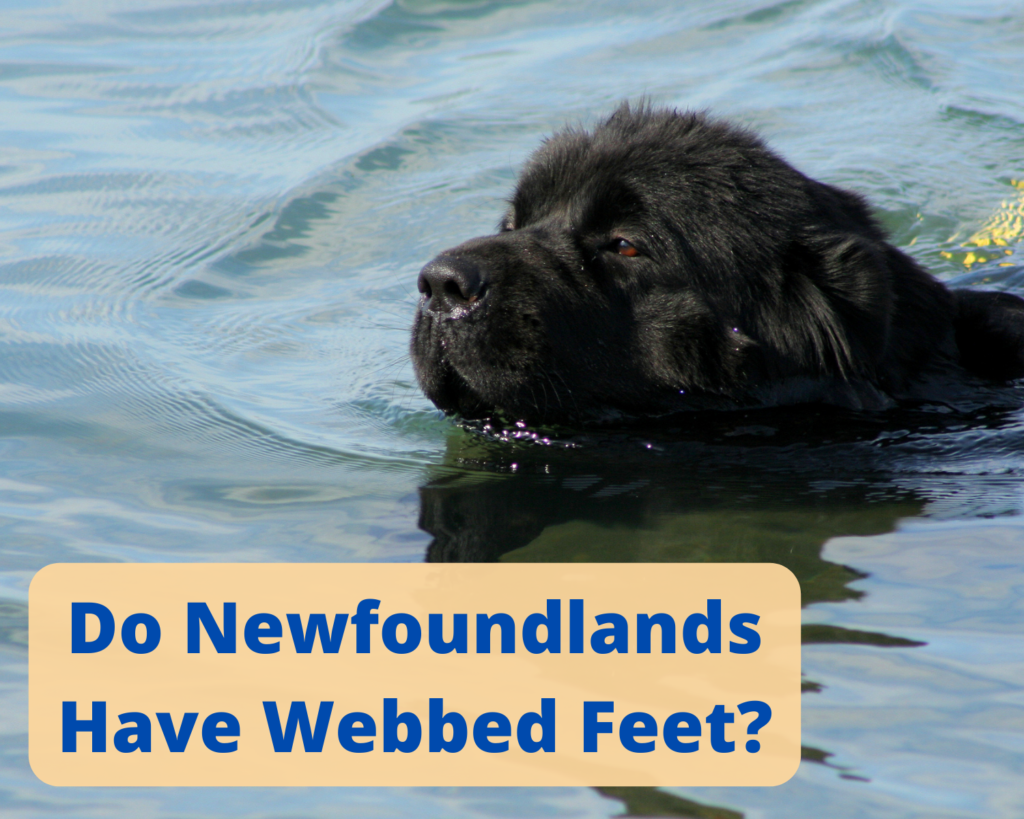 newfoundland webbed feet