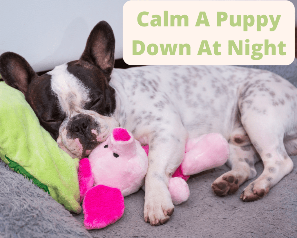 How To Calm Down A Puppy At Night