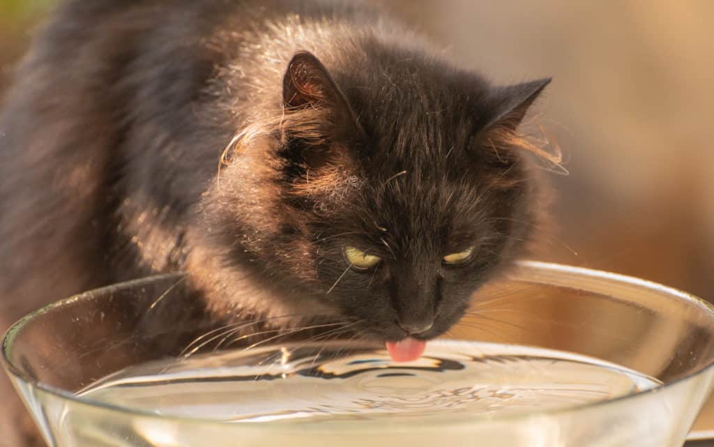 What Can Cats Drink?