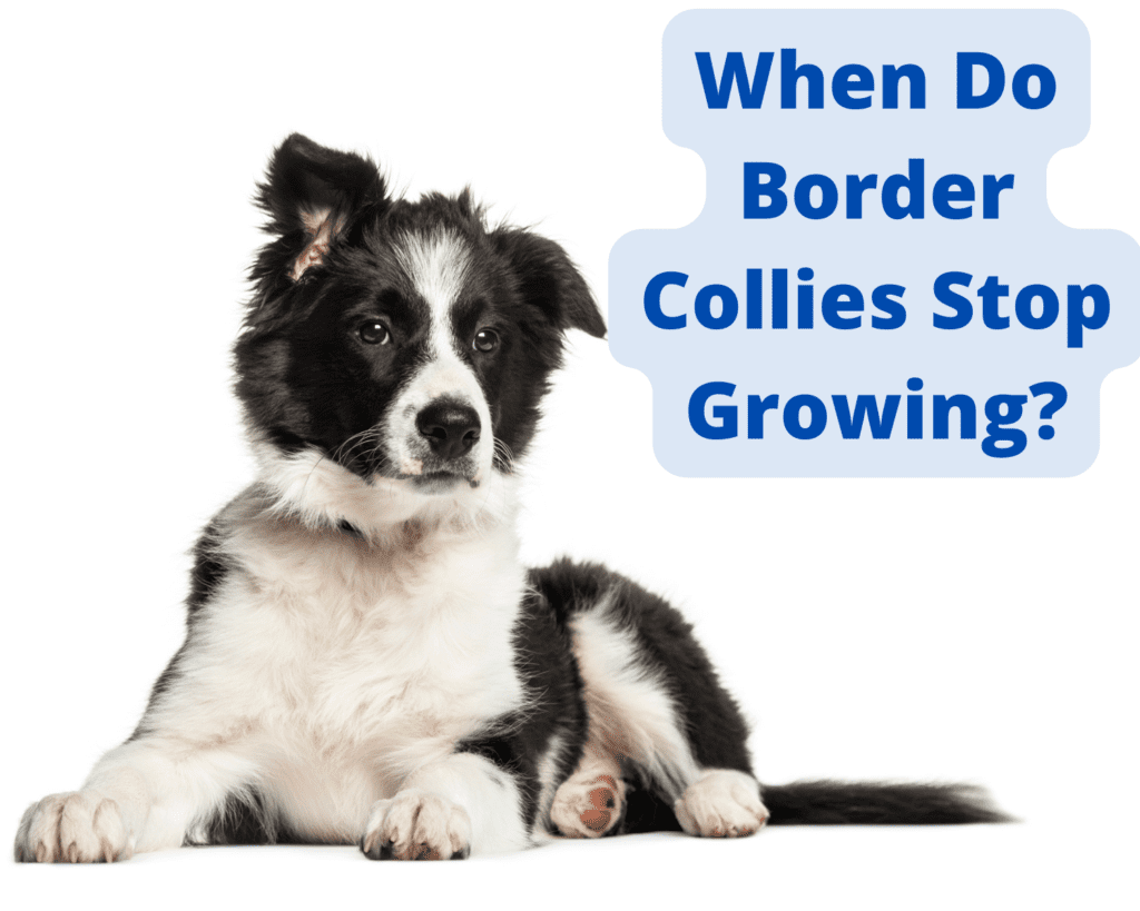 When Do Border Collies Stop Growing