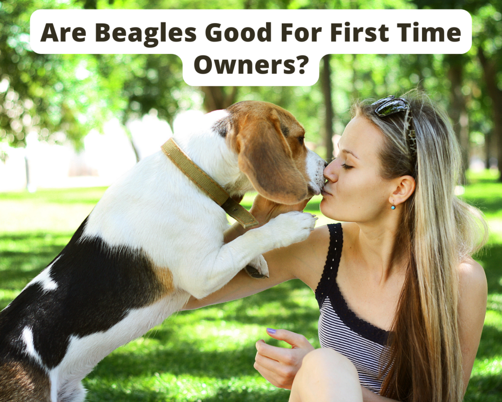 Are Beagles Good For First Time Owners