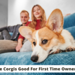 Are Corgis Good For First Time Owners