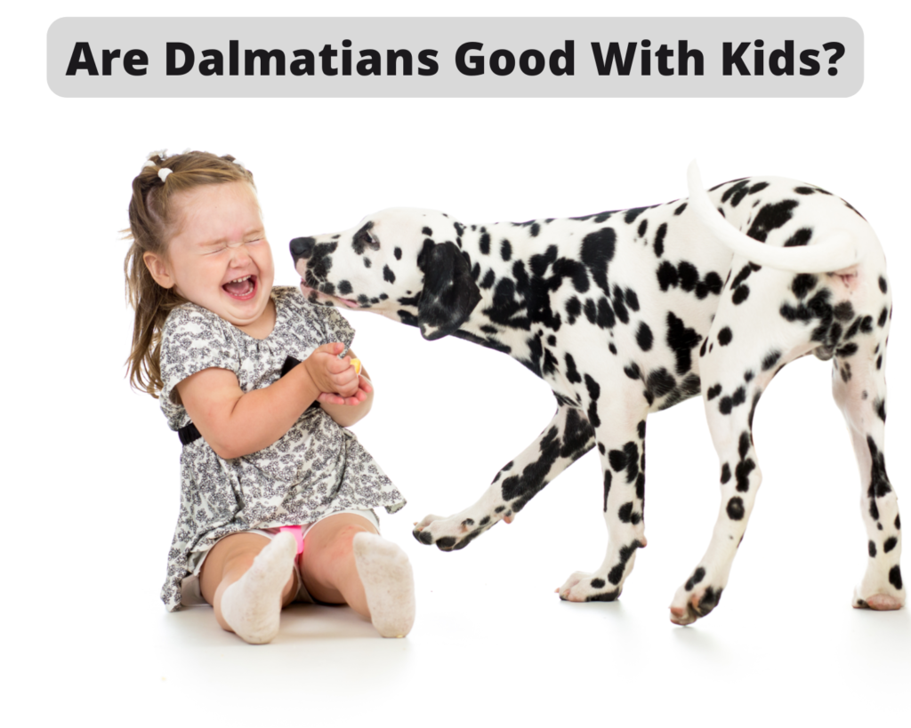 Are Dalmatians Good With Kids?