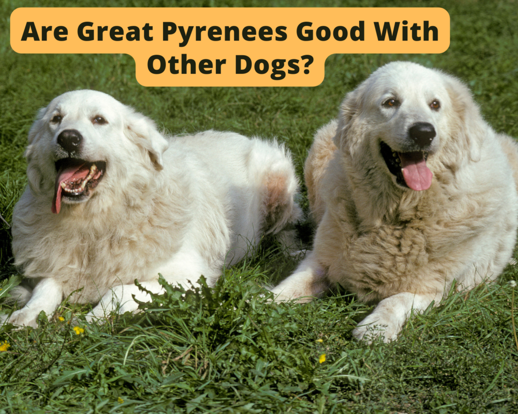 Are Great Pyrenees Good With Other Dogs