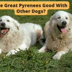 Are Great Pyrenees Good With Other Dogs