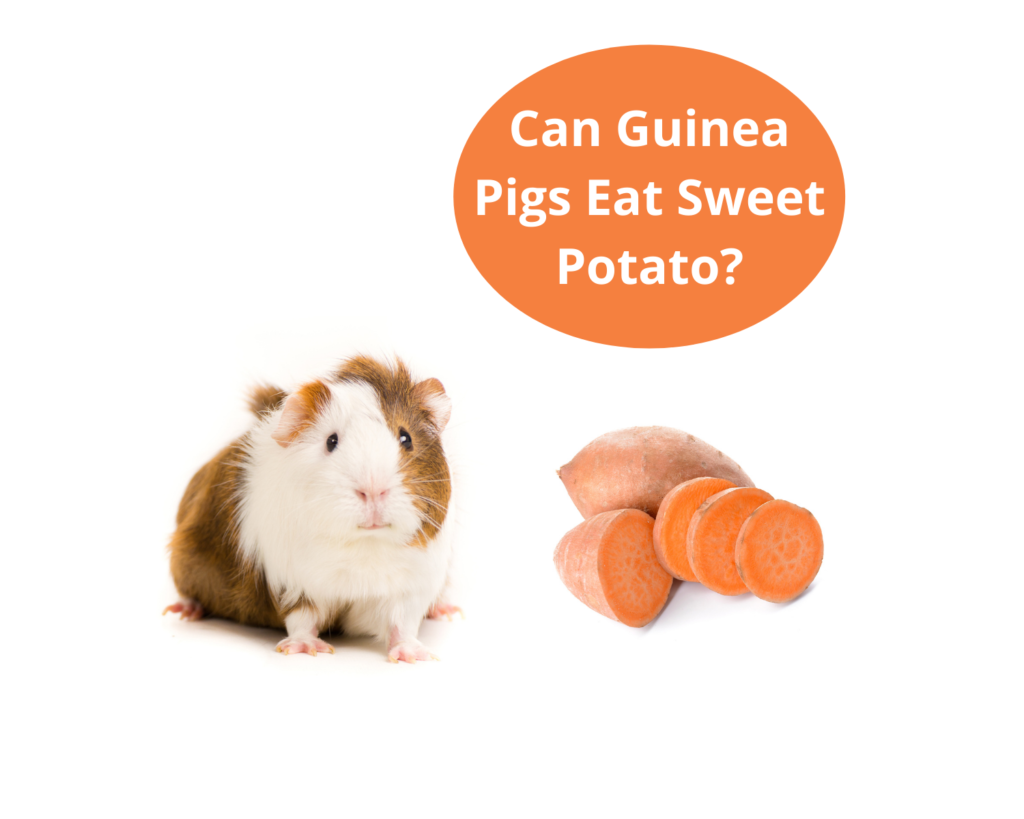 Can Guinea Pigs Eat Sweet Potato