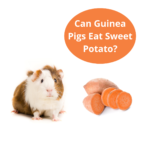 Can Guinea Pigs Eat Sweet Potato