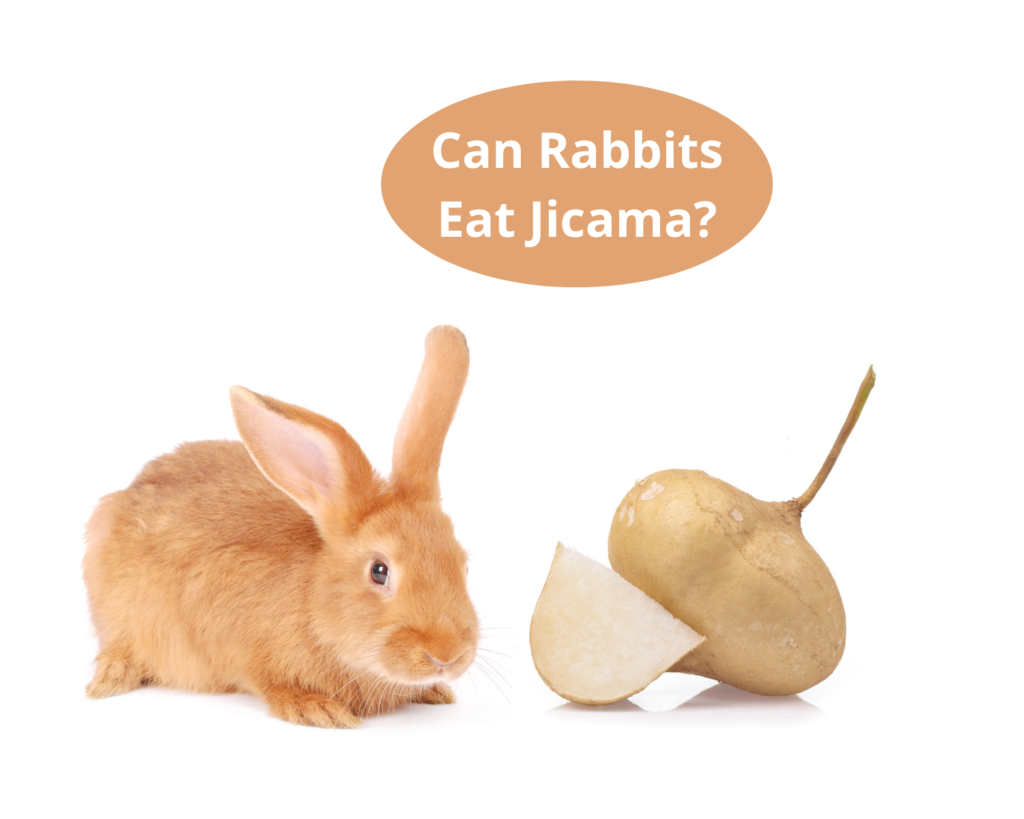 Can Rabbits Eat Jicama