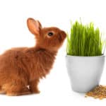 Can Rabbits Eat Wheatgrass