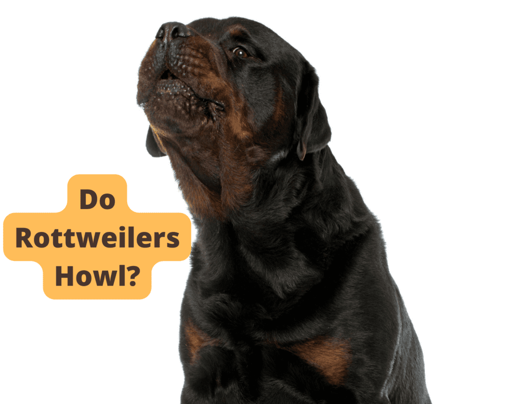Do Rottweilers Howl