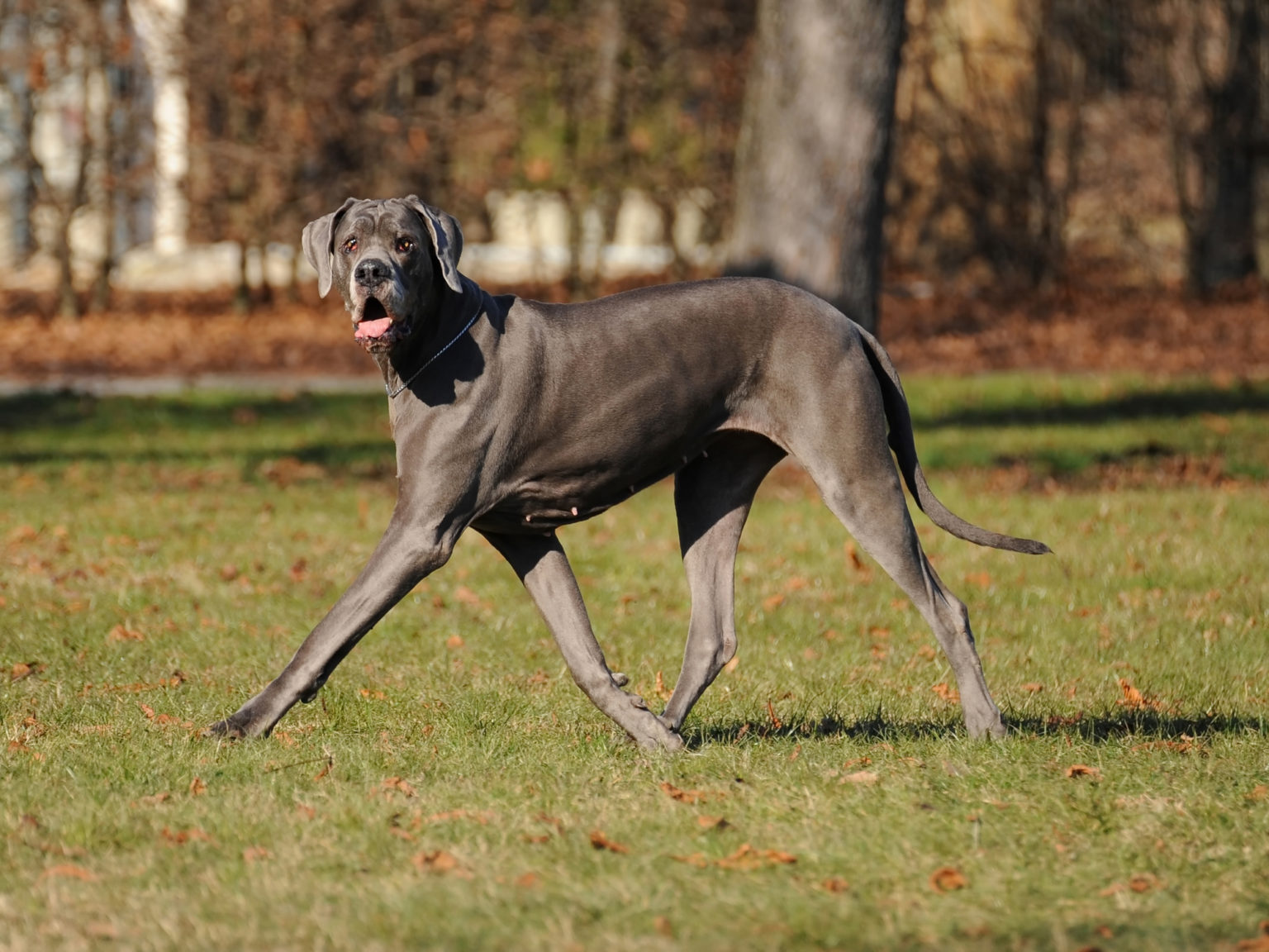 Are Great Danes Good Apartment Dogs Four Paw City