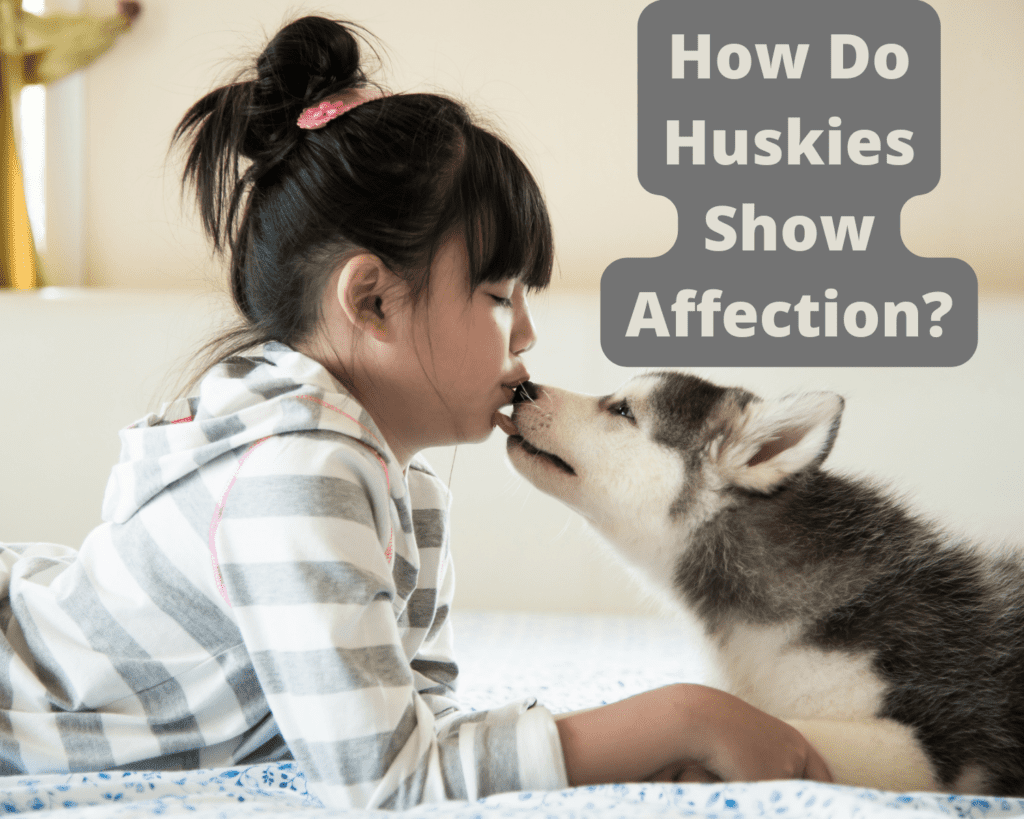 How Do Huskies Show Affection
