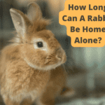 How Long Can A Rabbit Be Home Alone