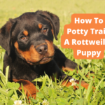 How To Potty Train A Rottweiler Puppy