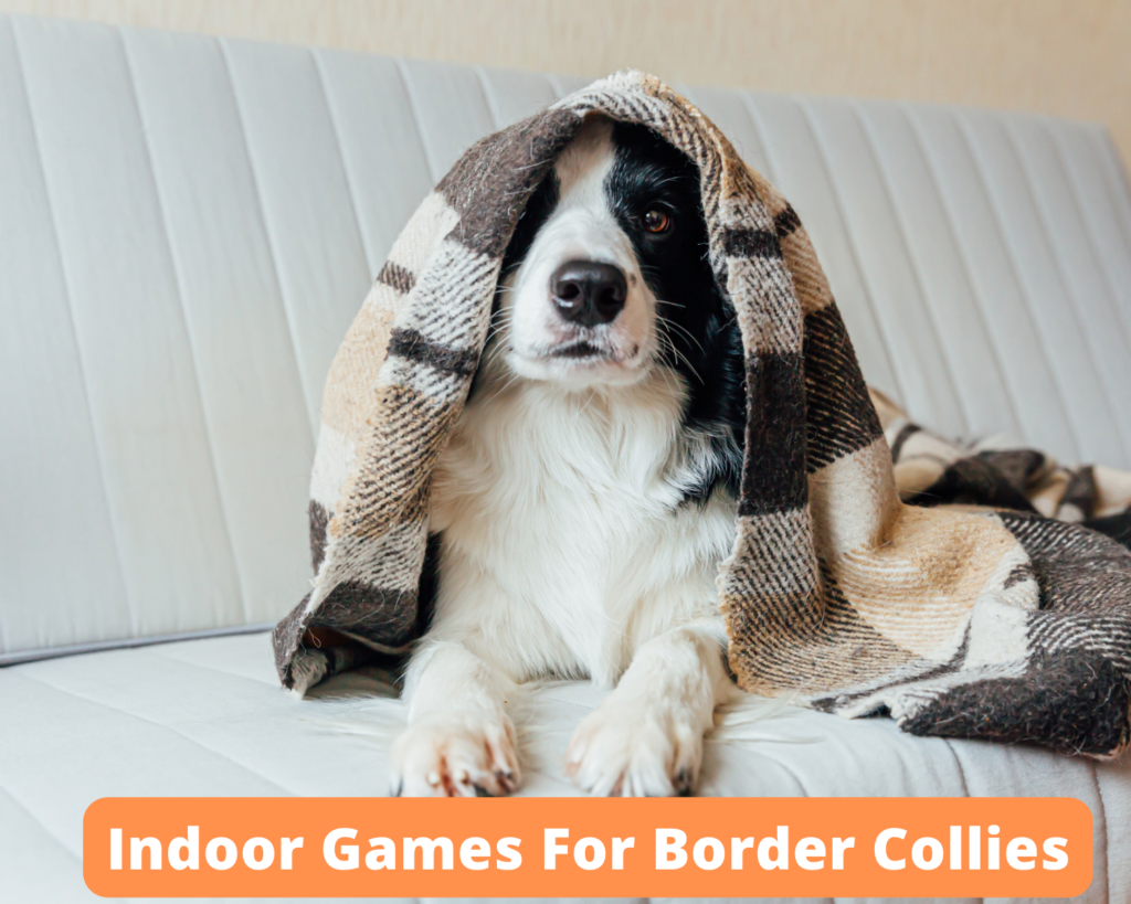 Indoor Games For Border Collies