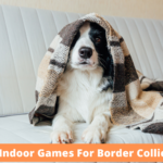Indoor Games For Border Collies