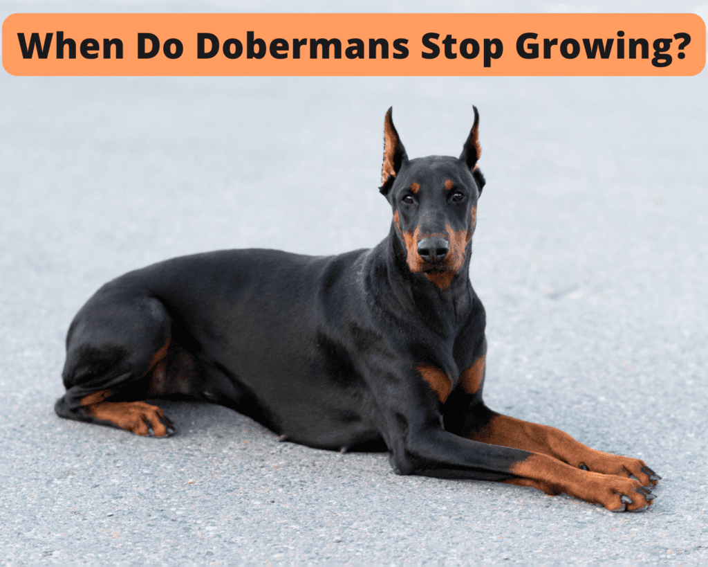 When Do Dobermans Stop Growing