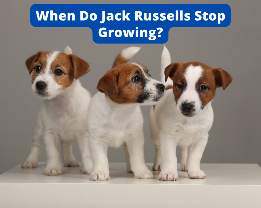 When Do Jack Russells Stop Growing