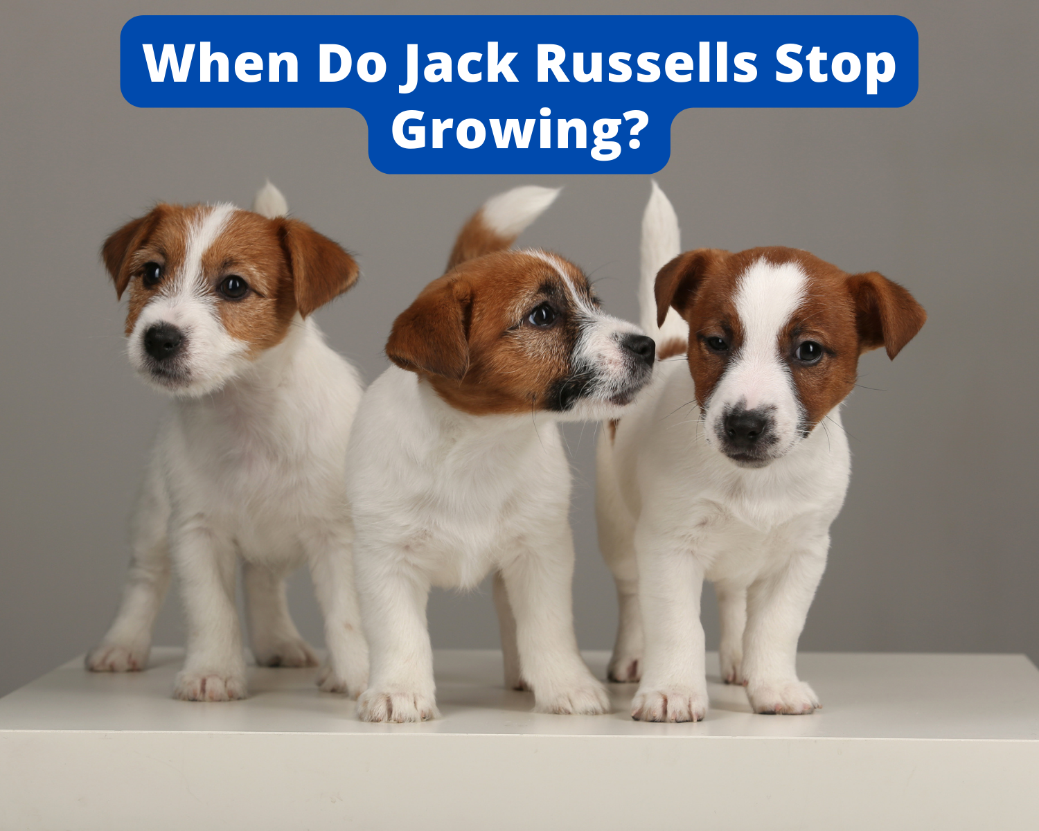 what age are jack russells fully grown