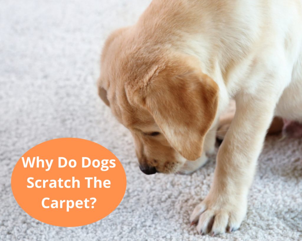 Why Do Dogs Scratch The Carpet