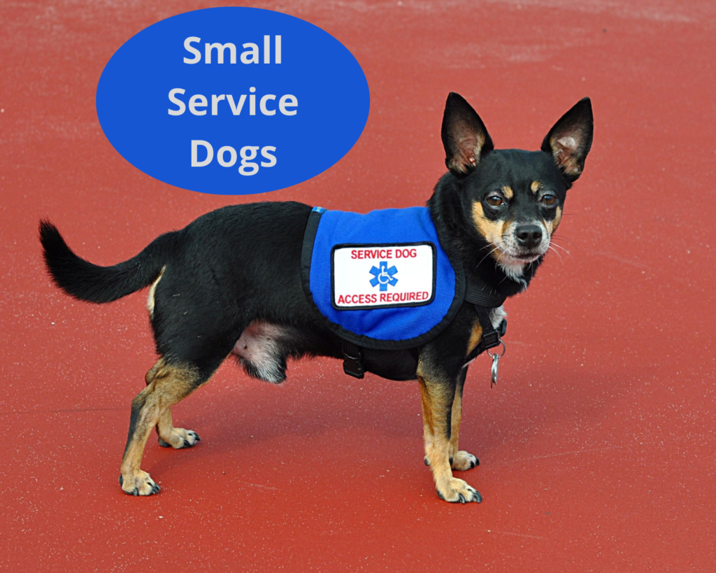 Best Small Service Dogs