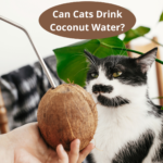 Can Cats Drink Coconut Water