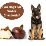 Can Dogs Eat Water Chestnuts