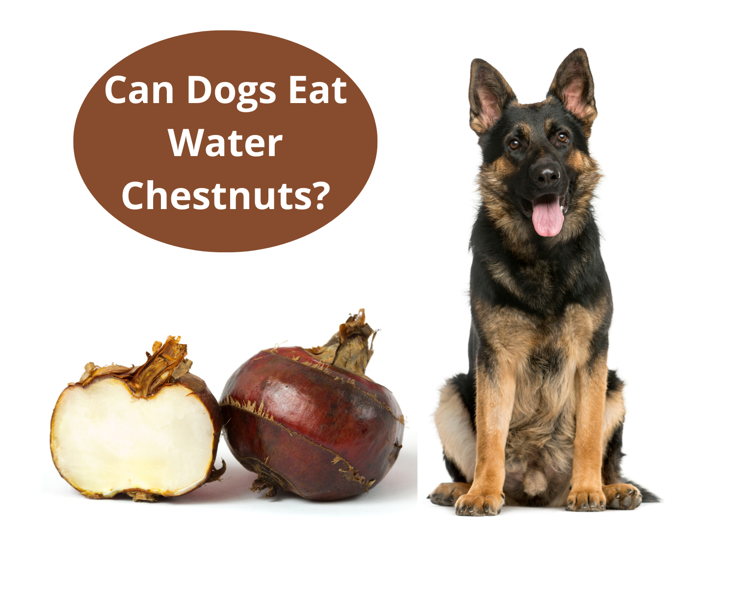 are chestnuts safe for dogs