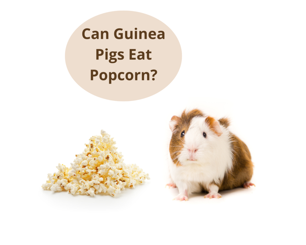Can Guinea Pigs Eat Popcorn