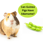 Can Guinea Pigs Have Edamame