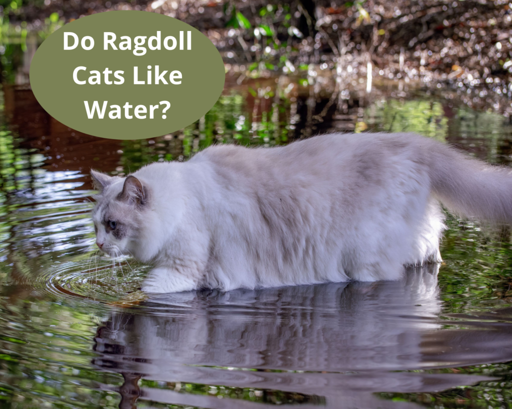 Do Ragdoll Cats Like Water