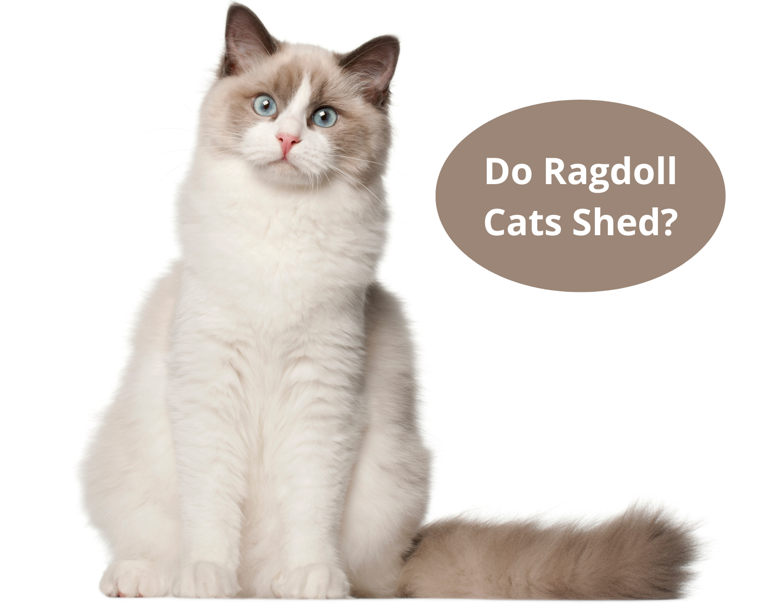Do Ragdoll Cats Shed? - Four Paw City