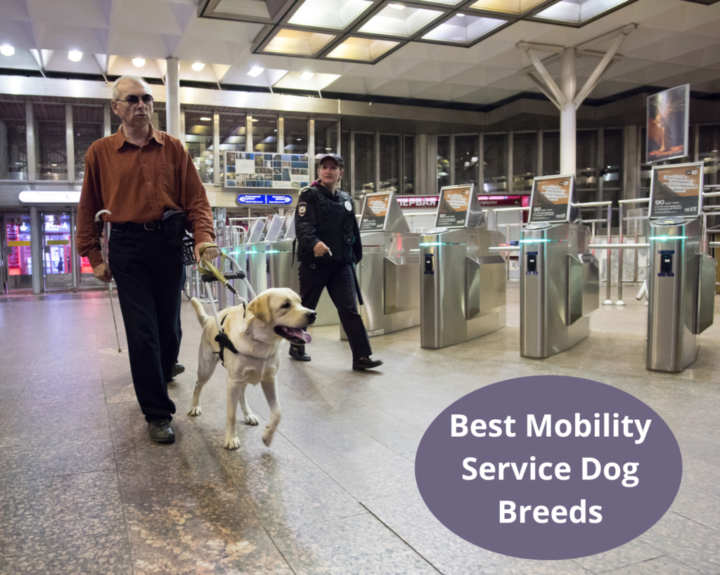 Mobility Service Dog Breeds