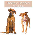Rhodesian Ridgeback Pitbull Mix