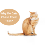 Why Do Cats Chase Their Tails